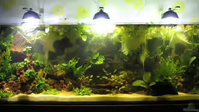 Motörfish von Frank H.