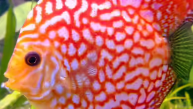 MP Scubaline 130 Aquarium von Matze 87