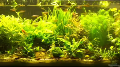 MrAquas 240er von Nils Müller