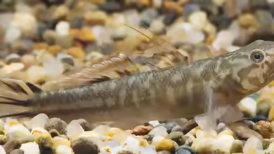 Mugilogobius adeia im Aquarium halten