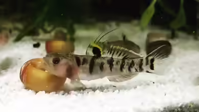 Mugilogobius tigrinus im Aquarium halten