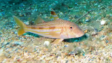 Mullus surmuletus im Aquarium halten