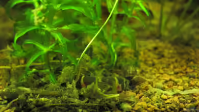 Mulm im Aquarium: Bedeutung, Pflege und Nutzen für ein gesundes Ökosystem