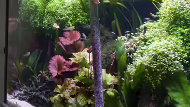 Mulmglocke im Aquarium