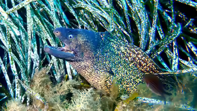 Muraena helena im Aquarium halten