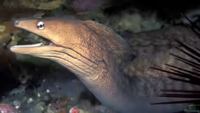 Muränen im Aquarium halten: Nichts für Anfänger!