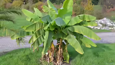 Musa basjoo am Gartenteich pflanzen