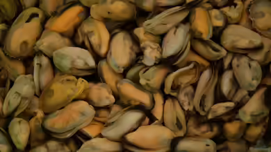 Muschelfleisch als Zierfischfutter
