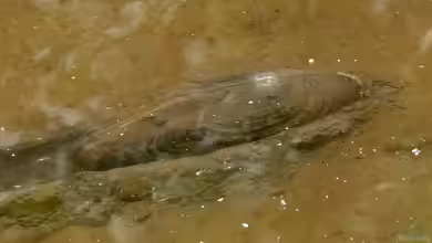 Muscheln als Teichfilter