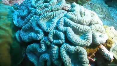 Mussa angulosa im Aquarium halten