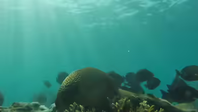 Mussismilia braziliensis im Aquarium halten