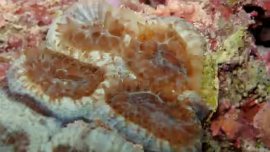 Mussismilia hispida im Aquarium halten