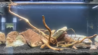 My first Scape von GJK