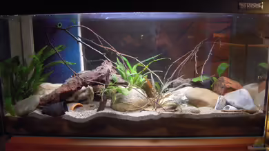 My little Brachygobius doriae---AUFGELÖST von Exotist