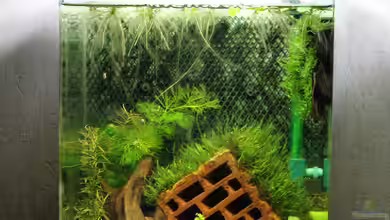 My second little Nano von SouthAmerica