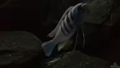 My Version of Malawi von J.Co.