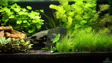 Myanmar Becken von 77Markus