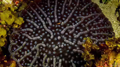 Mycetophyllia aliciae im Aquarium halten