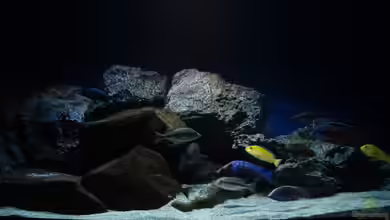 MYlawi von Stefan Schmitt