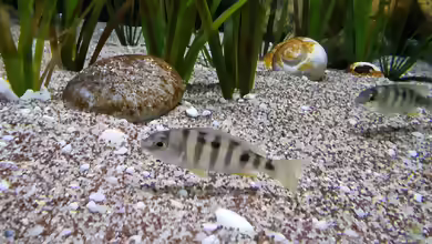 Mylochromis ericotaenia im Aquarium halten