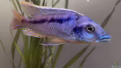 Mylochromis lateristriga im Aquarium halten