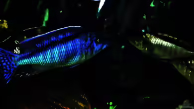 Mylochromis melanonotus im Aquarium halten