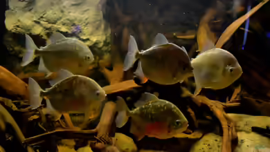 Myloplus: Große Scheibensalmler für erfahrene Aquarianer
