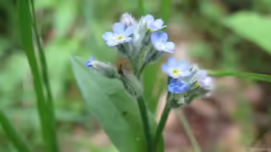 Myosotis arvensis im Garten pflanzen