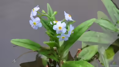 Myosotis scorpioides im Garten pflanzen