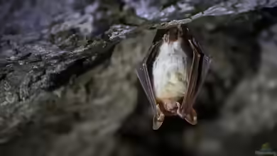 Myotis myotis im Garten