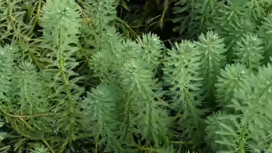 Myriophyllum alterniflorum im Gartenteich pflegen