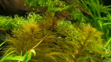 Myriophyllum aquaticum var. santacatarinense im Aquarium