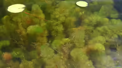 Myriophyllum heterophyllum im Gartenteich pflegen