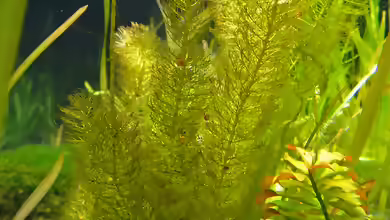 Myriophyllum hippuroides im Gartenteich pflegen