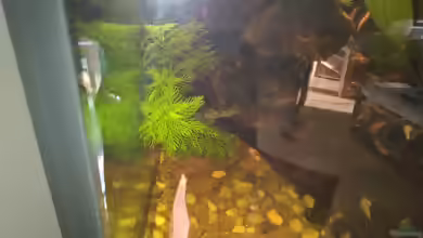 Myriophyllum mattogrossense im Aquarium