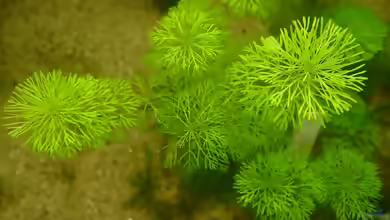 Myriophyllum simulans im Aquarium