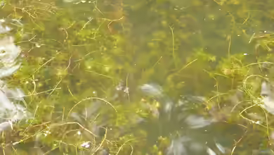 Myriophyllum spicatum im Gartenteich pflegen