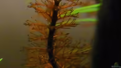 Myriophyllum tuberculatum im Aquarium pflegen