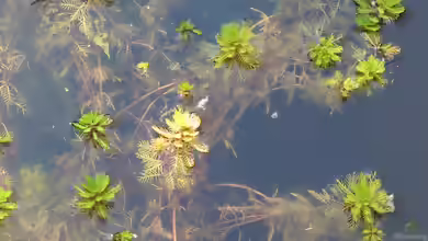 Myriophyllum verticillatum im Gartenteich pflegen