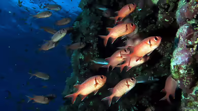 Myripristis murdjan im Aquarium halten