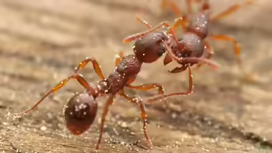 Myrmica rubra im Formicarium halten