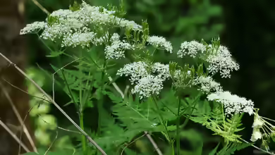 Myrrhis odorata am Gartenteich