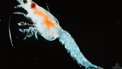 Mysis als Zierfischfutter – Hochwertige Krebstiere für eine ausgewogene Ernährung im Aquarium