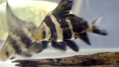 Myxocyprinus asiaticus im Aquarium halten