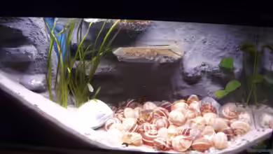 N. multifasciatus Artbecken- Nur noch als Beispiel von Julien Preuß