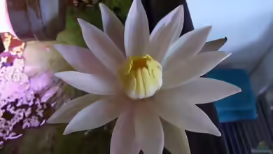 N55 Blüte