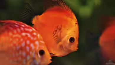 Nach der Krankheit: Wie geht es mit dem Aquarium weiter?