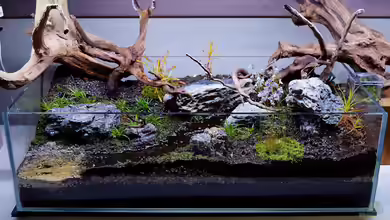 Nachhaltige Materialien bei Terrarienbau und -Einrichtung