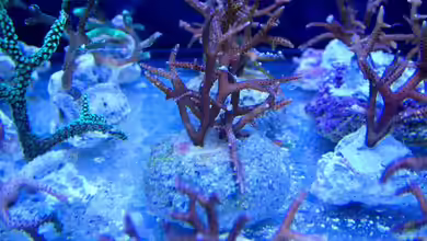 Nachhaltige Meerwasseraquaristik: So werden Korallen gezüchtet