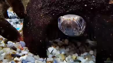 Nachtaktive Fische: Das musst du wissen, wenn du sie  im Aquarium halten willst
